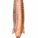 Op = Op Ottó Bácsi Tubi 13g bronzpikkelyes / bronzscaled támolygó villantó