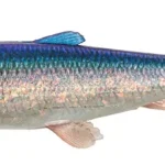 Aanbieding Savage Gear 3D HERRING SHAD 21.5CM 65g HERRING 1 Darab gumihal